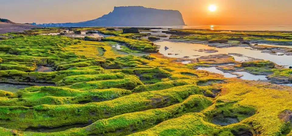 Jeju Island from india