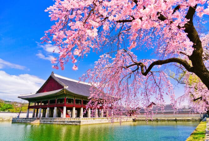 Walking Through Cherry Blossoms Tour | Dynasty Korea