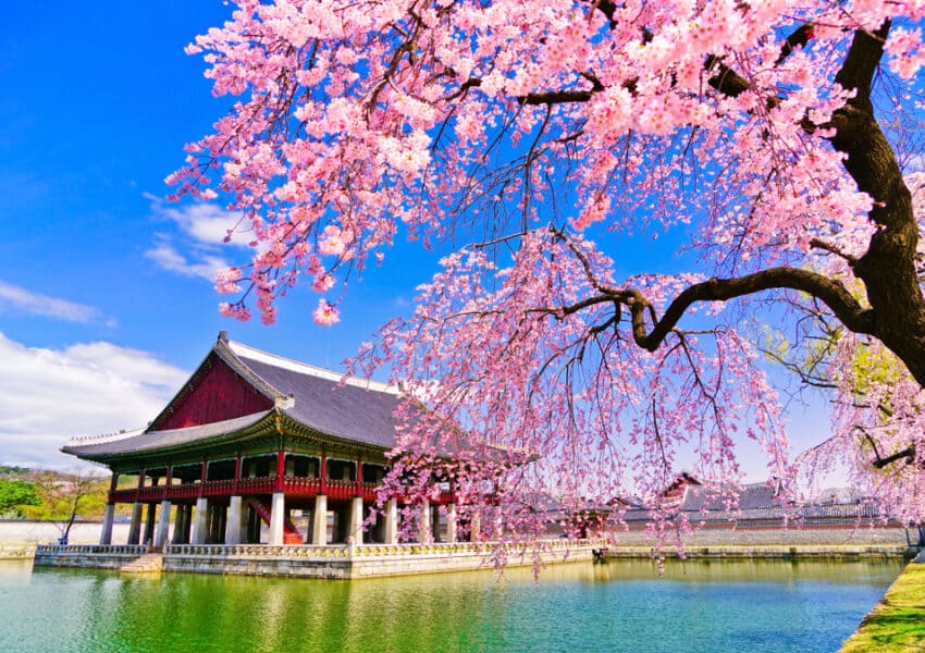 cherry blossom in korea