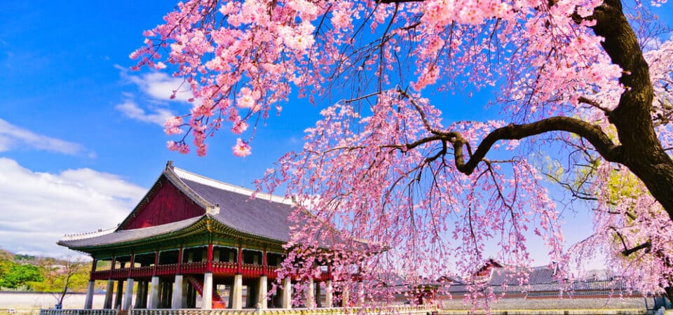 cherry blossom in korea