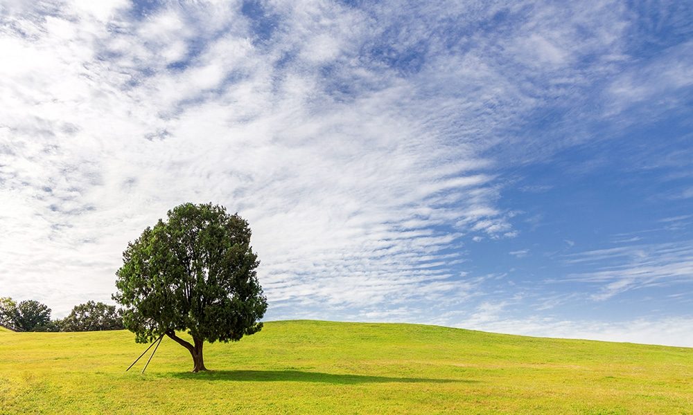 one-tree-hill-olympic-park